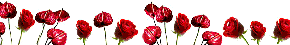 anthurium